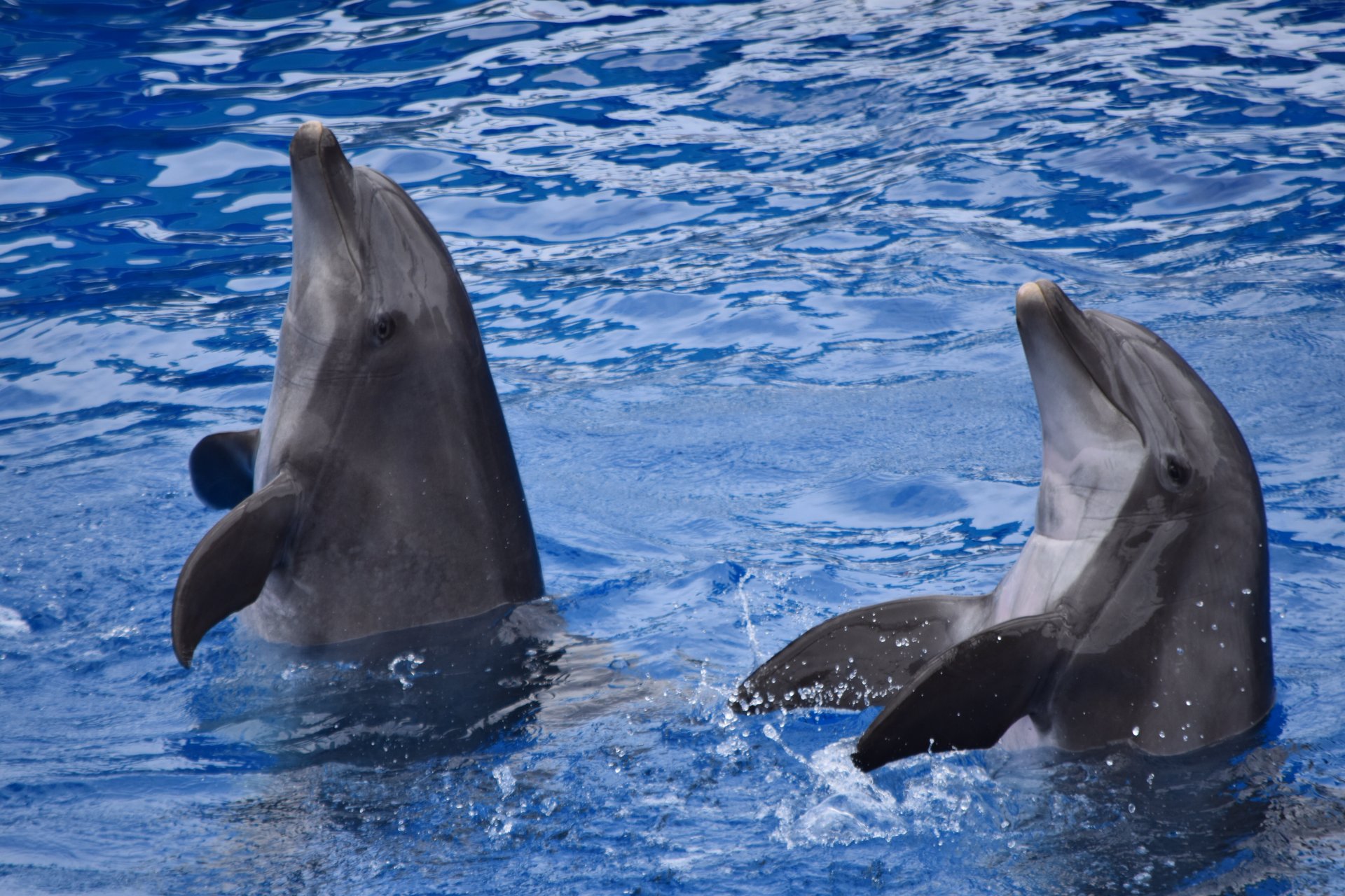 Delfinschwimmen Hurghada