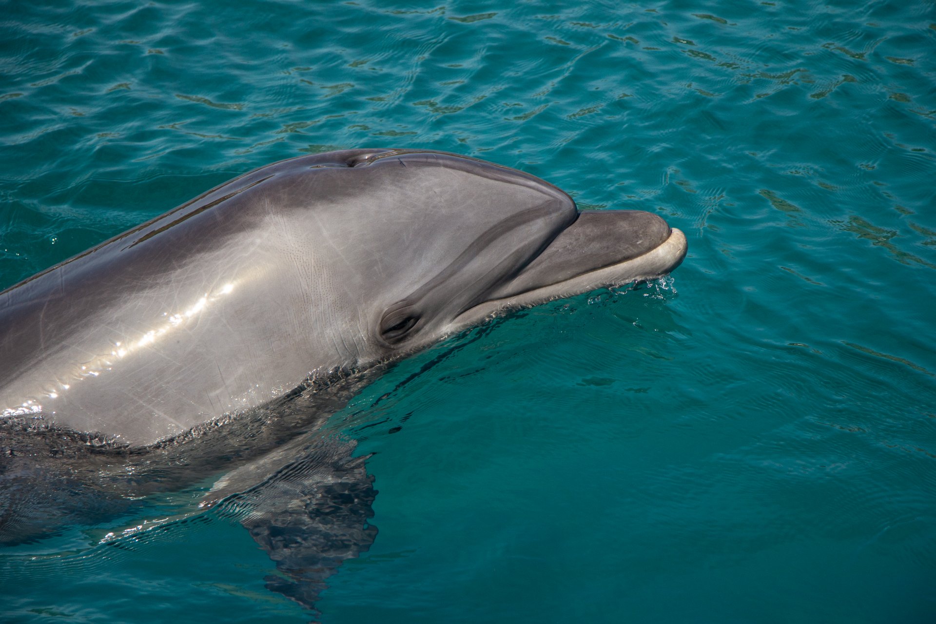 Delfin-Ausflug Hurghada – VIP Elite Erlebnis im Roten Meer - Photo 2